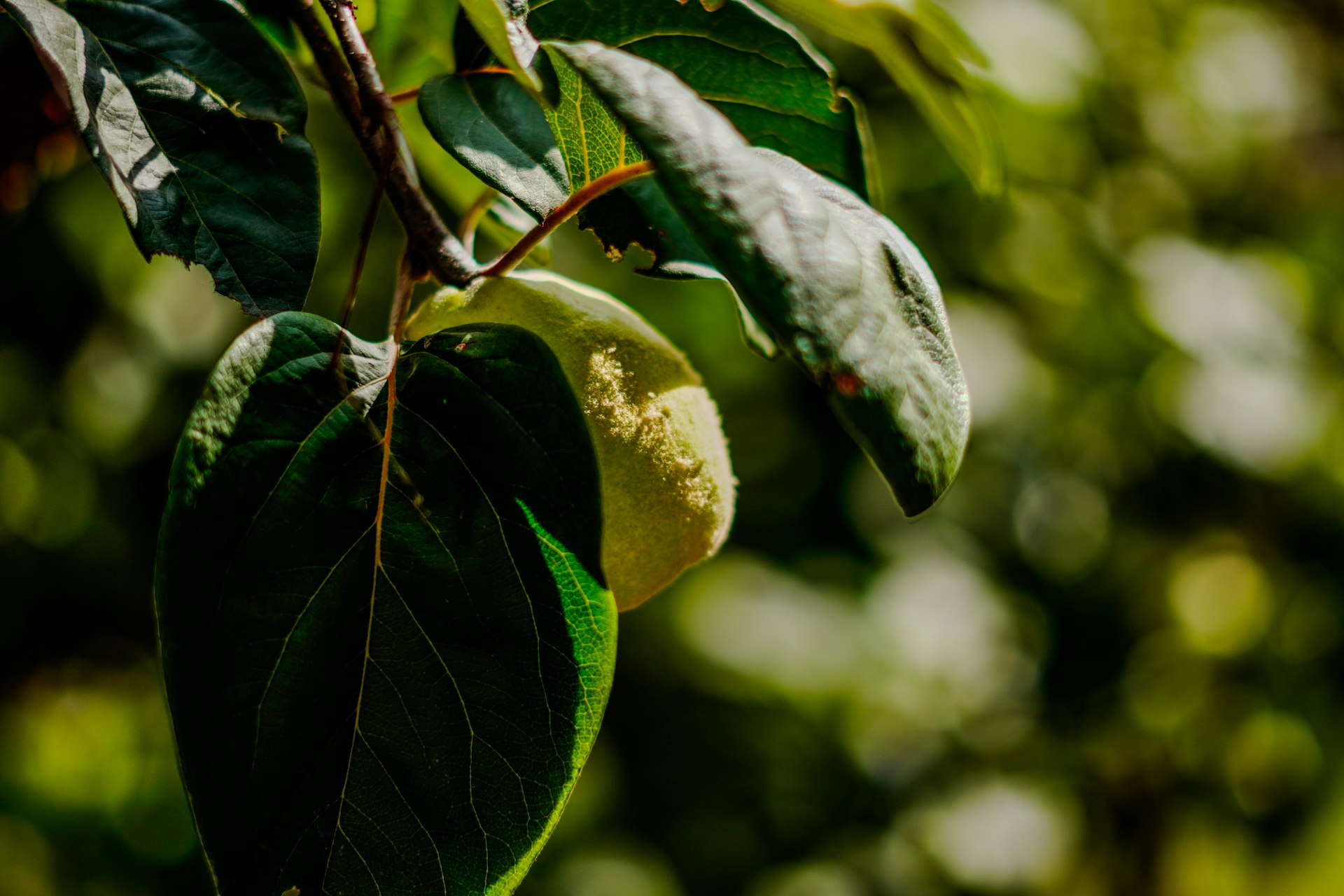 A close up of a tree with leaves